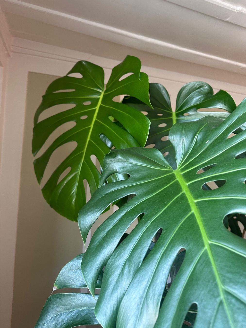 monstera adansonii type Monstera Adansonii Wide Form 6" HB