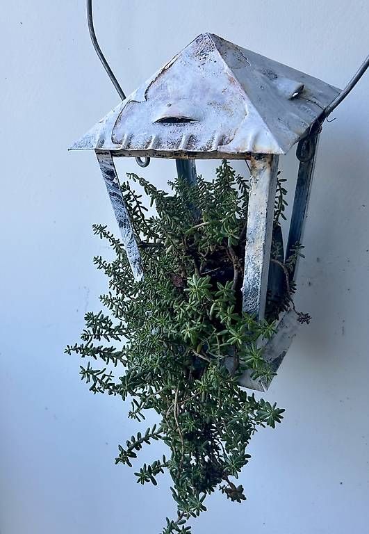 Lanterne: Bepflanzte Laterne  – Nuovo e nell'imballaggio originale da Frauenfeld venduto da Irene.Schuppli 4
