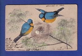 OISEAU - Nid de mésanges // pli //