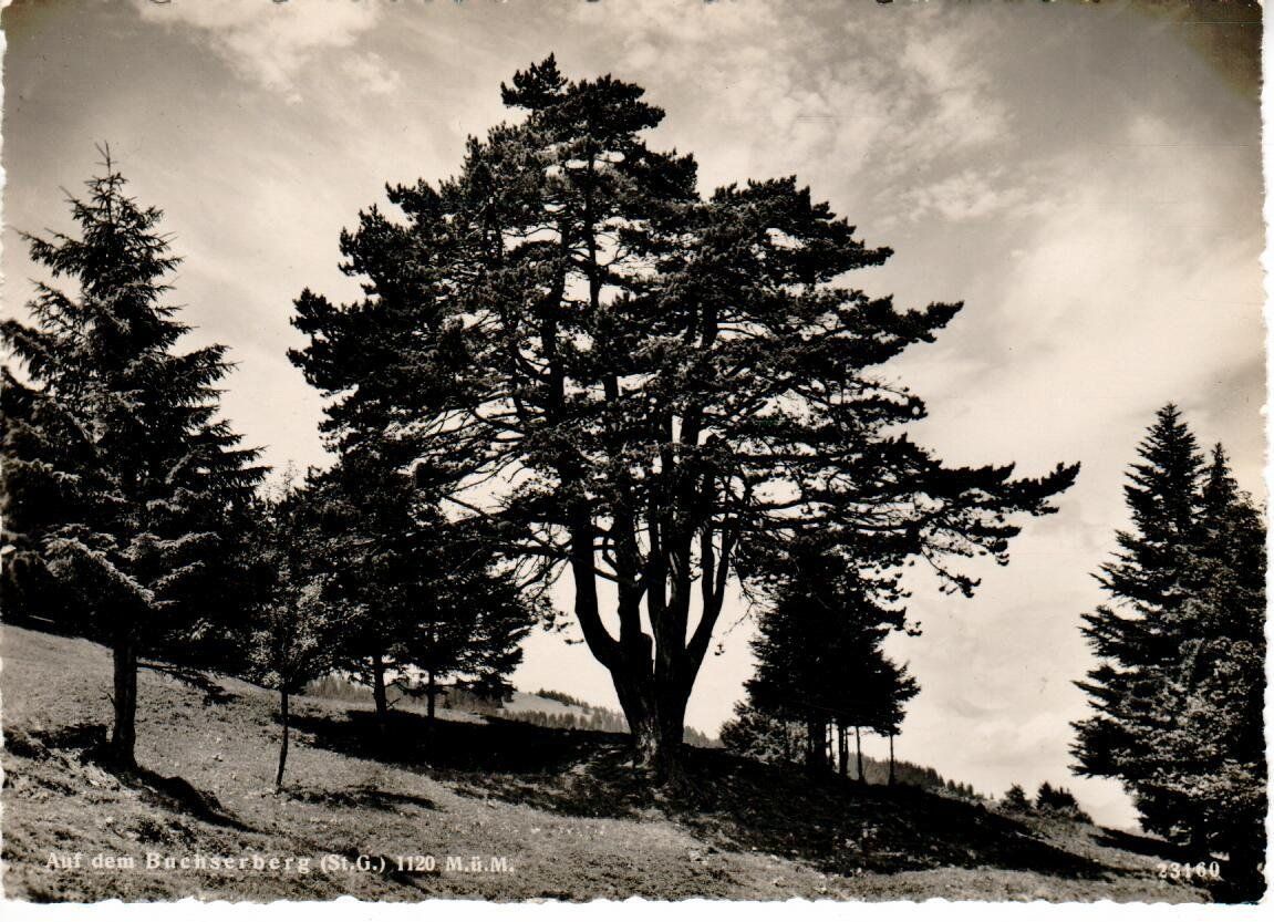 Cartoline postali: auf dem Buchserberg SG – Usato da Wolhusen venduto da Curver9