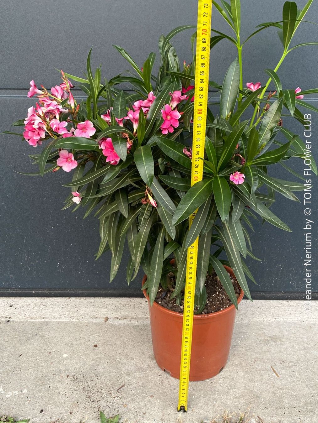 Piante & sementi: Nerium Oleander mediterrane Blütenpracht in weiss oder rosa – Nuovo e nell'imballaggio originale da Adliswil venduto da TAKEYOURPLANT 7