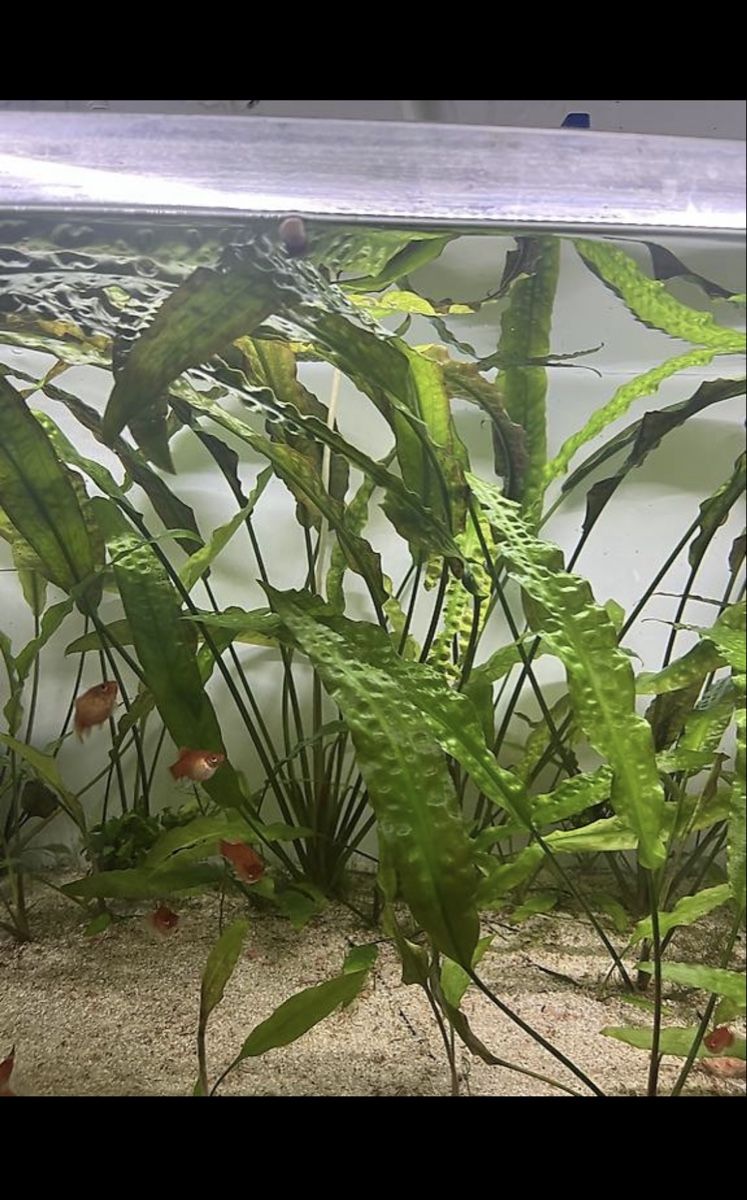 Piante & sementi: Cryptocoryne hudoroi Aquarienpflanzen – Usato da Merenschwand venduto da vin_p6jy 1