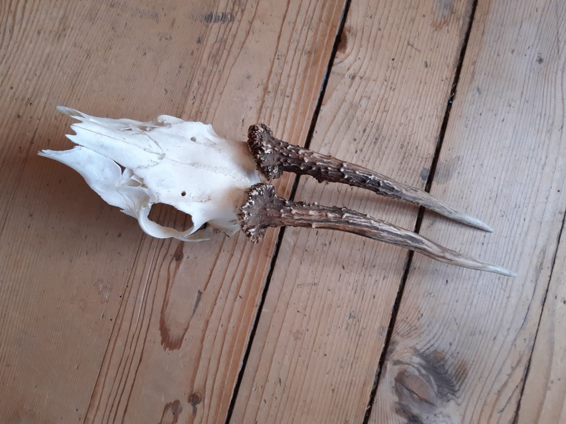 Welt der Tiere: Spezielles Rehgeweih – Gebraucht aus Flawil von Uncristalized