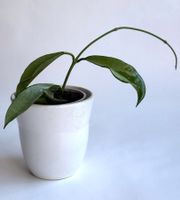 Hoya carnosa 'Silver Moon' (auch bekannt als AH-074)