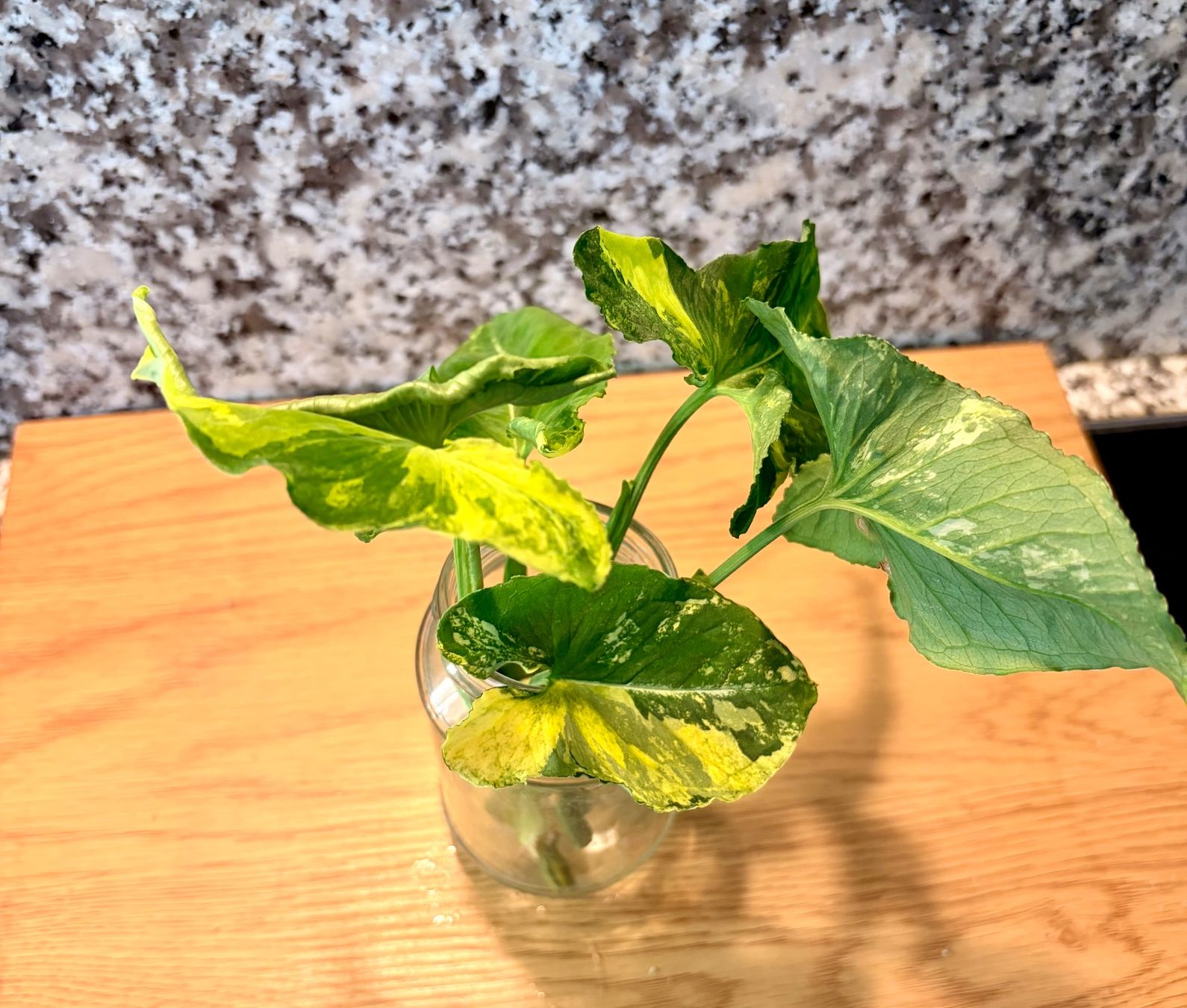 Plantes & graines: Syngonium Scrambled Egg – D'occasion à Kaiseraugst par dka_b97z 3