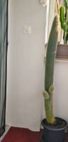 Grosser Kaktus, 120cm hoch