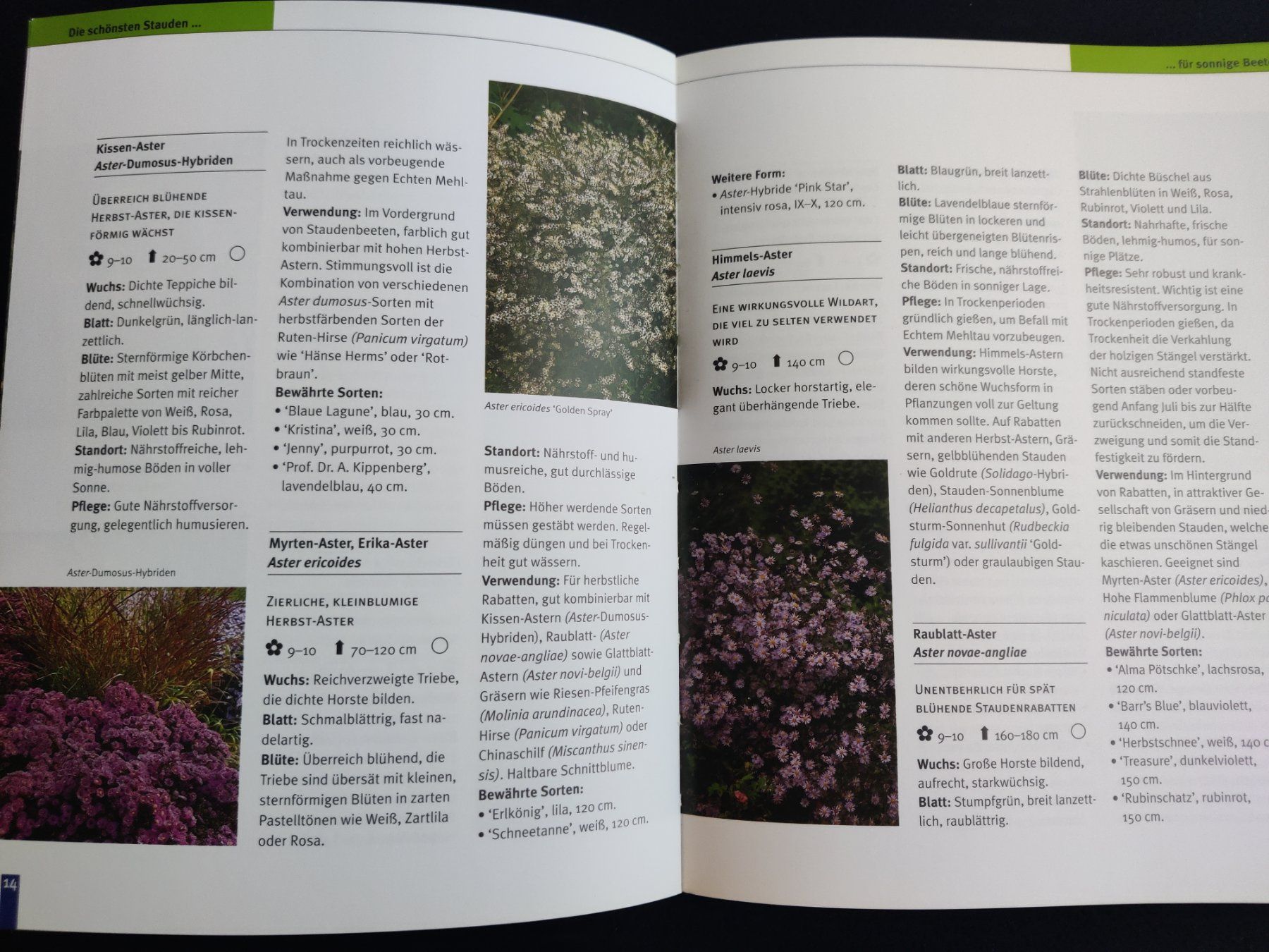 Bücher: Blütenstauden / blv garten - Ulrike Leyhe 2001 – Gebraucht aus Muttenz von IkaSul 2