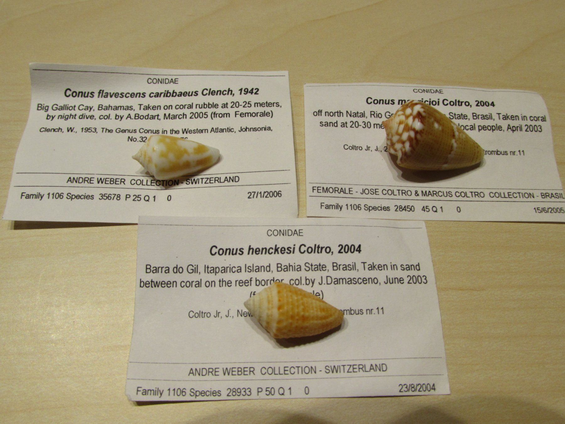 Fossili: Meerestiere, alte Muschel Sammlung, 13 stck – Usato da Walchwil venduto da Shells1 4