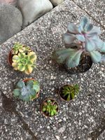 Lot 5 plantes succulentes cactus