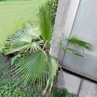 Washingtonpalme*Petticoat-Palme | Höhe ca. 150 cm mit Topf