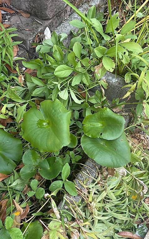 Plantes & graines: WASSERPFLANZEN – D'occasion à Flüh par Scheia