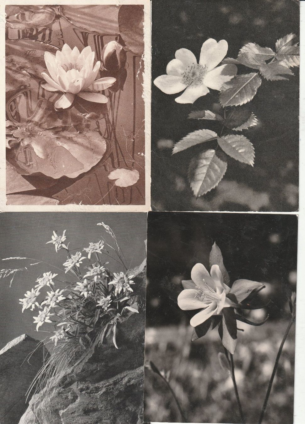 Cartes postales: 40 Schöne Blumenkarten – D'occasion à Lumbrein par made02 6