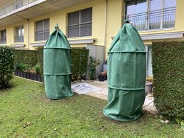 Winterschutz Säntis für Tessiner Palmen und andere Pflanzen
