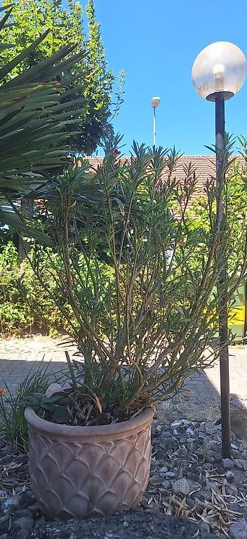 Piante & sementi: Oleander – Usato da Madiswil venduto da Oleander2