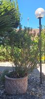 Oleander