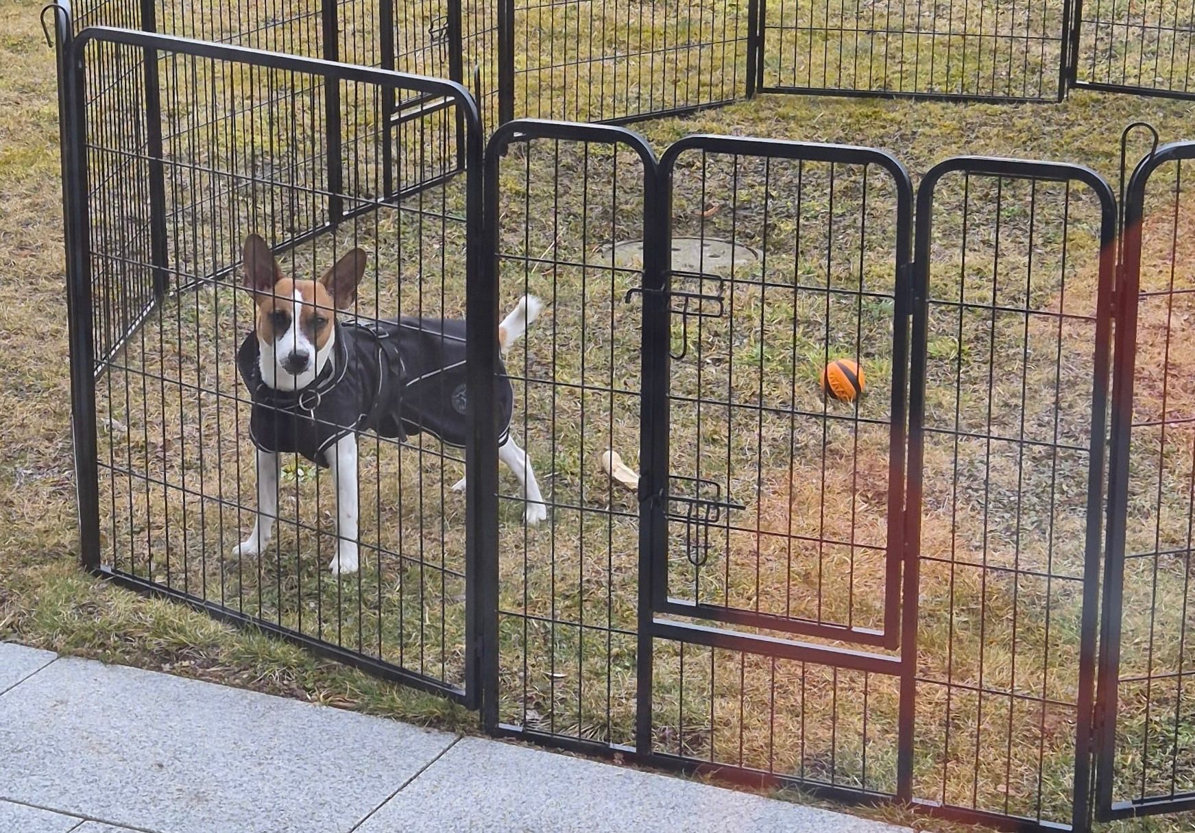 Box & Barriere di sicurezza: Laufgitter für Hunde – Usato da Tann venduto da Patrias
