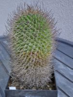 Kakteen, grosse, ältere Pflanze, Mammillaria ingens