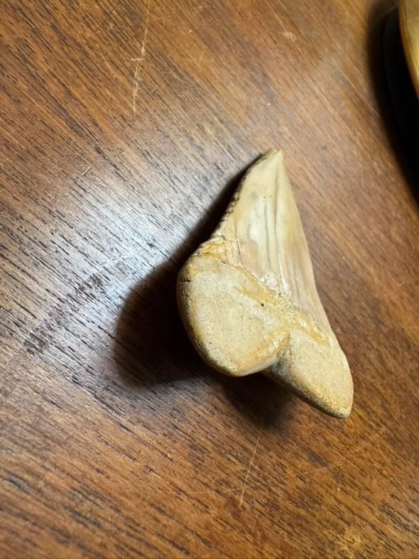 Fossili: dent de requin fossilisee – Usato da Vésenaz venduto da Angela.C3 3