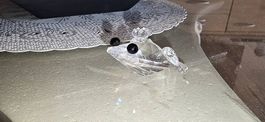 Swarovski Kristallfigur Frosch