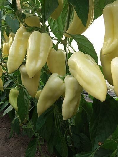 Piante & sementi: 30 Samen Paprika Süss NOVA Grün – Nuovo (secondo la descrizione) da Ehrendingen venduto da VerveinaSamen 2