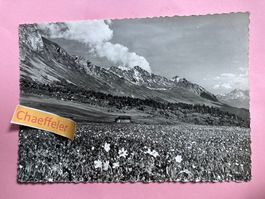 357 Berg-Frühling auf der Jochalp. Blick auf Rothorn und