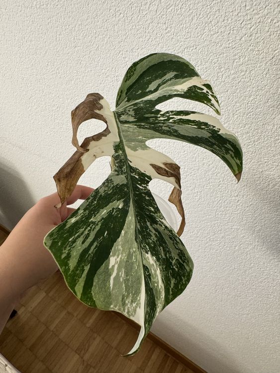 Monstera Variegata Albo- Steckling (Neu (gemss Beschreibung)) in Tann  fr CHF 35  mit Lieferung auf Ricardo kaufen