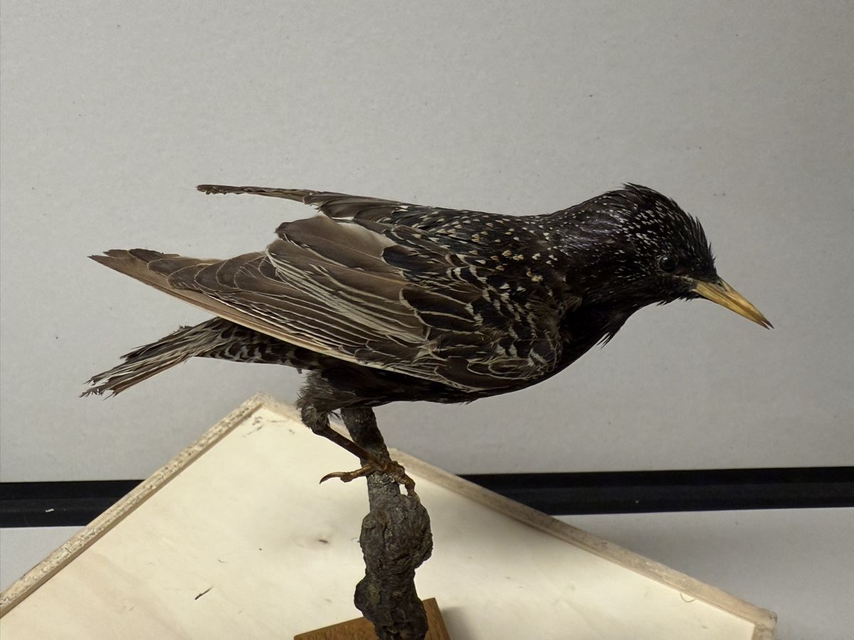 Il mondo degli animali: Vogelpräparat STAR – Usato da Bern venduto da felberunderground 1