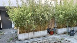 Bambus Fargesia Campbell (150-200cm)  alle oder 2er-Sets