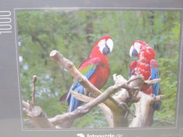 Fotopuzzel 22 Papageien 1000