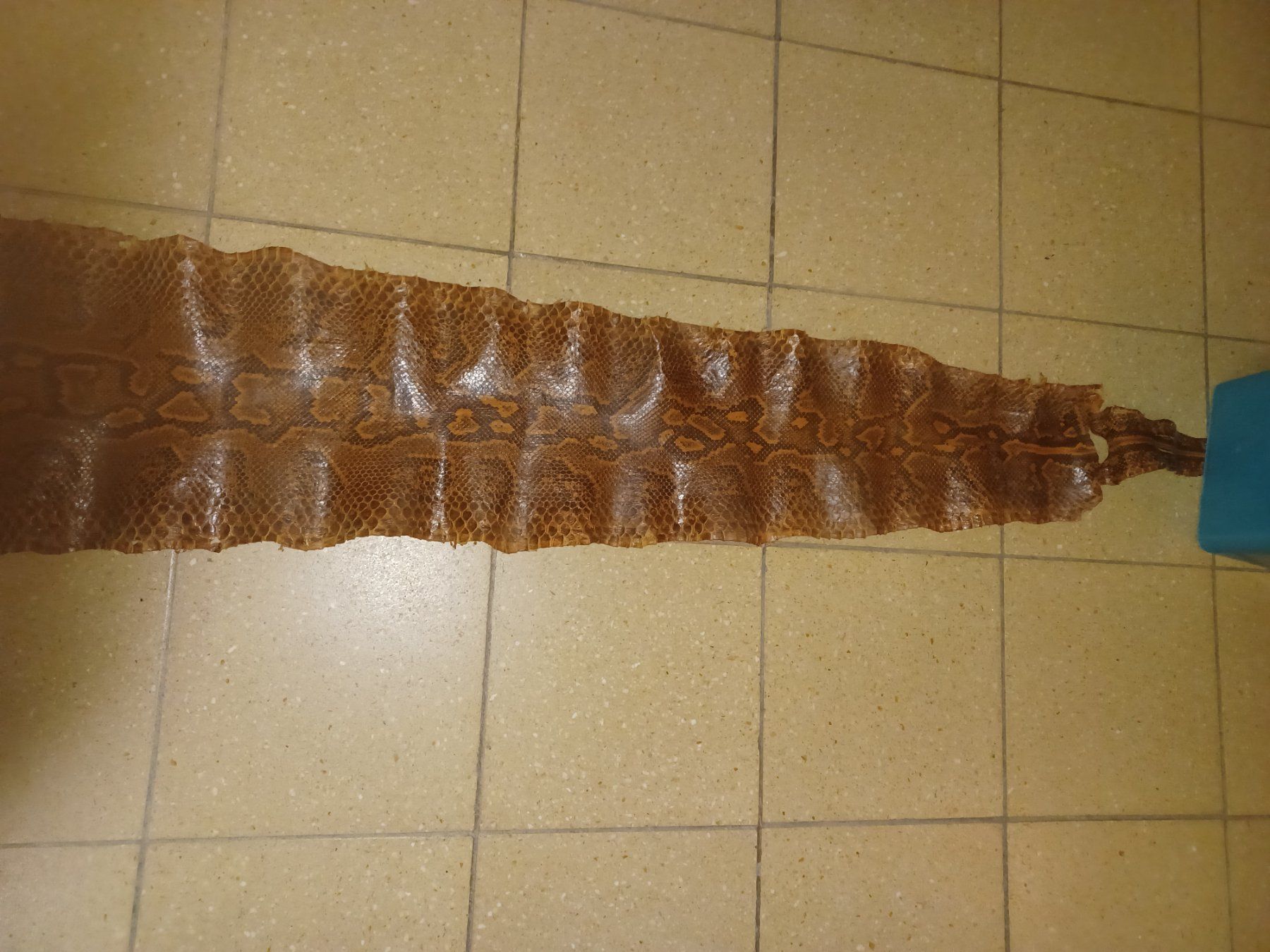 Il mondo degli animali: Peau de Python Véritable, cuir exotique, brun naturel – Usato da La Chaux-de-Fonds venduto da Jacques11111 1