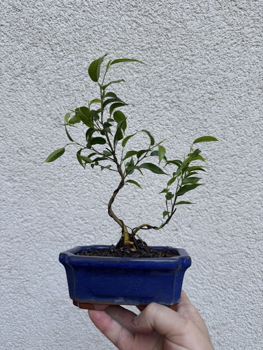 Piante & sementi: Mehrstämmiger Ficus Bonsai  – Usato da Rümlang venduto da Gruseh.ch 4