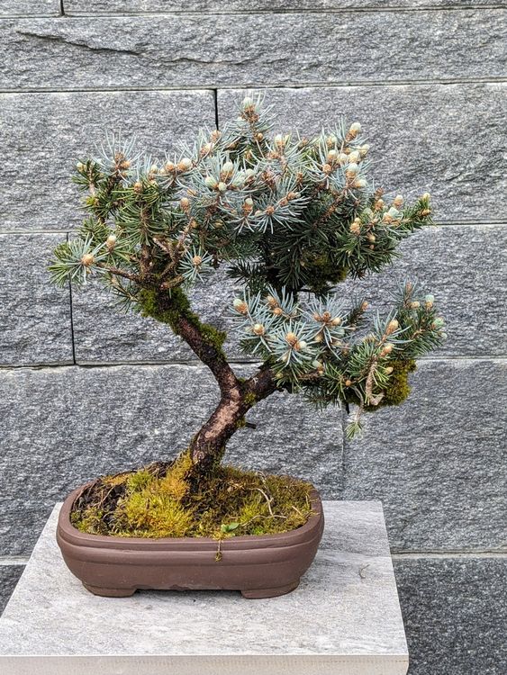 Picea Sp. Bonsai (Neuf (Voir description)) à Kloten pour CHF 85 ...