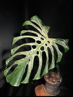 🔥 MONSTERA DEVIL MONSTER XL BLATT TOP BEWURZELT🔥