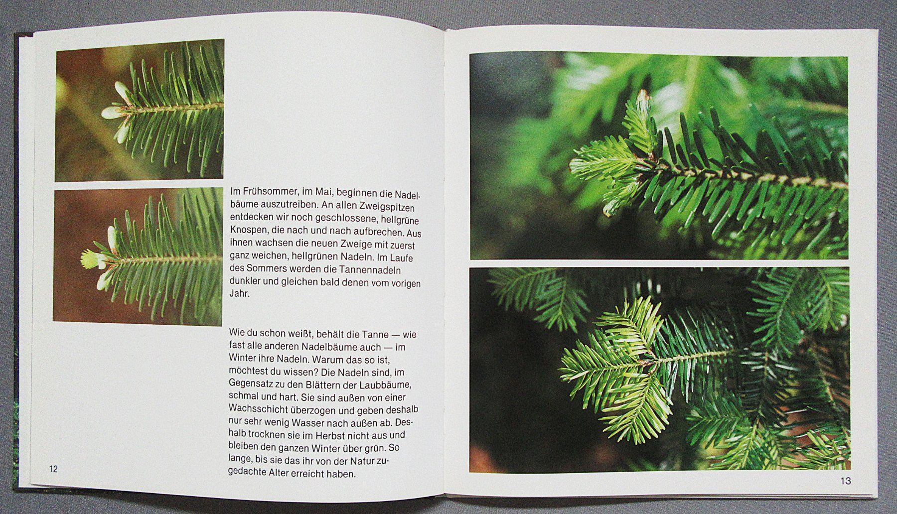 Libri: Der Tannenbaum - Kindersachbuch – Usato da Auenstein venduto da Padabimbim 3