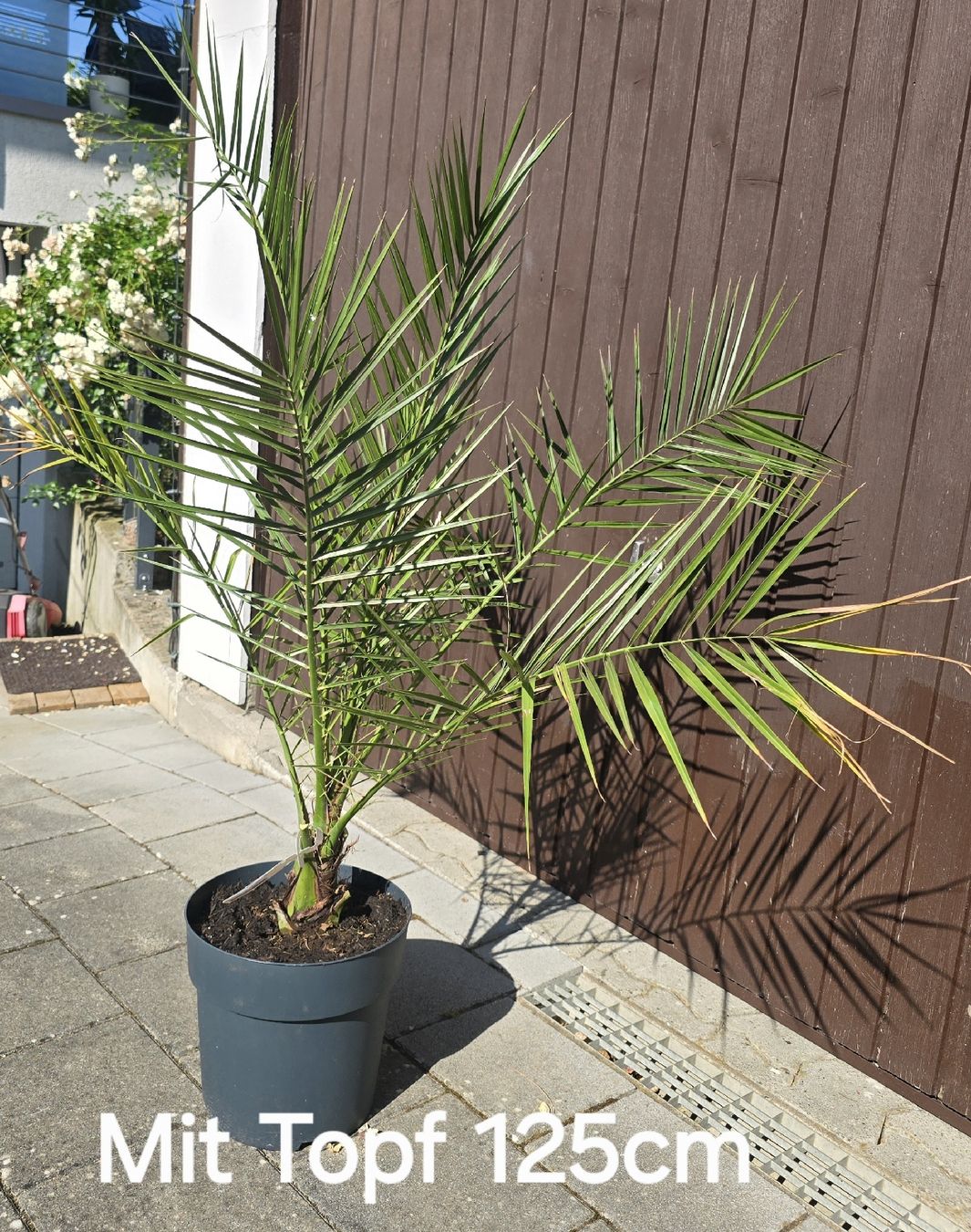 Pflanzen & Samen: Phoenix/ Dattelpalme – Gebraucht aus Aarburg von popkorn65