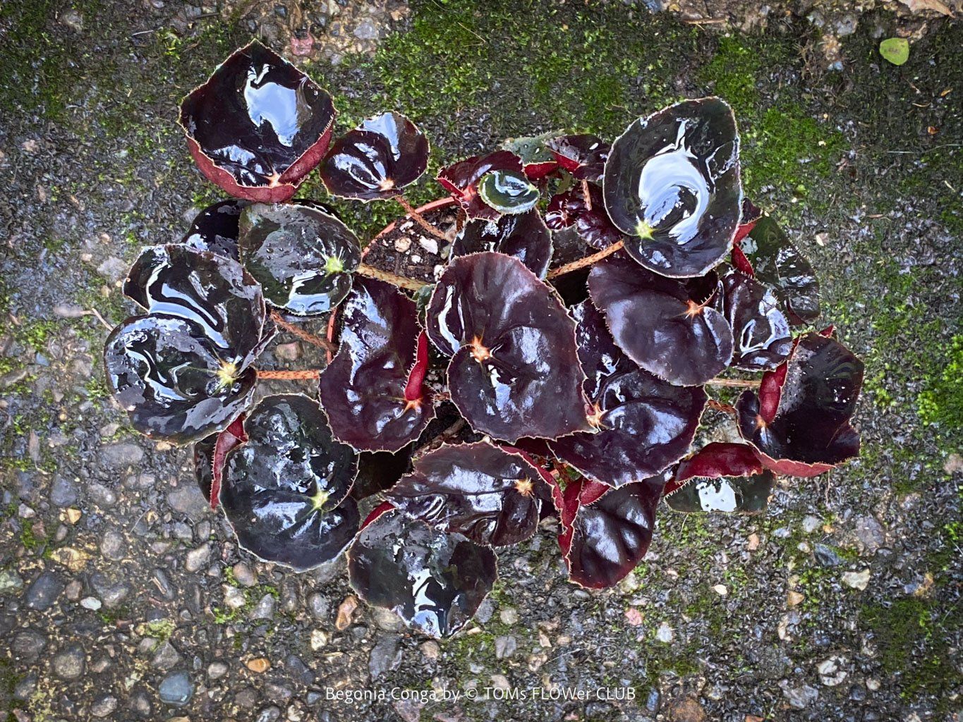 Piante & sementi: Begonia Conga - wunderschöne samte burgundy Blätter – Nuovo e nell'imballaggio originale da Adliswil venduto da MarkyForest 5