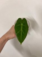 😍 Alocasia Frydek Baby (Nr. 5)