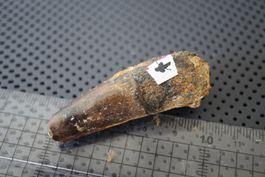 Spinosaurus aegyptiacus  Zahn    60mm x 22mm Sammlerstück