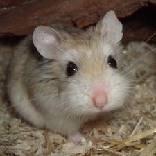 Profile image of silvermouse007