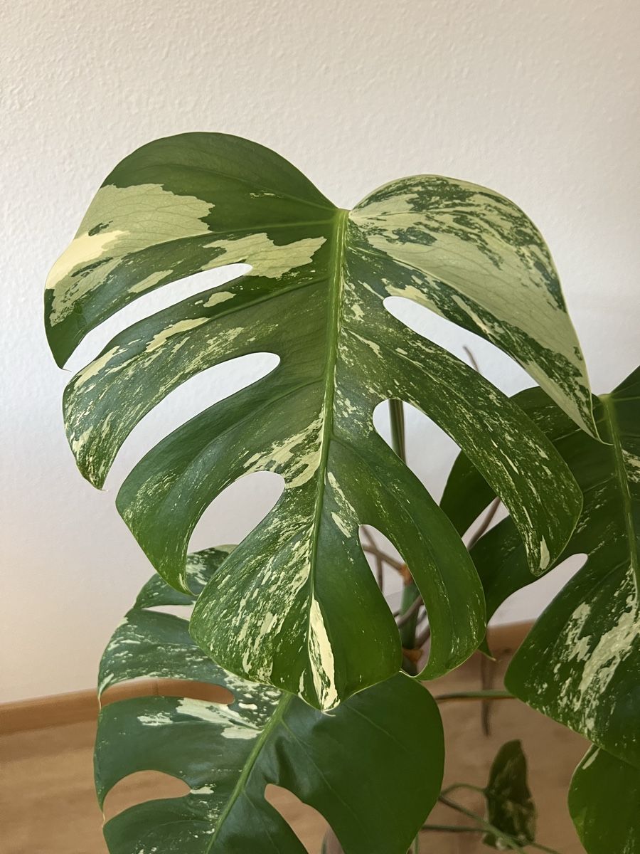 Plantes & graines: Monstera Albo Variegata – D'occasion à Reinach AG par Manuel63637