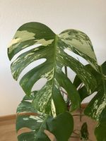 Monstera Albo Variegata
