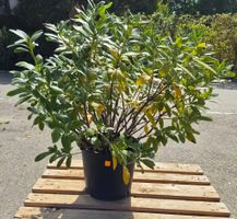 Rhododendron Hybride 'Cunningham's White'