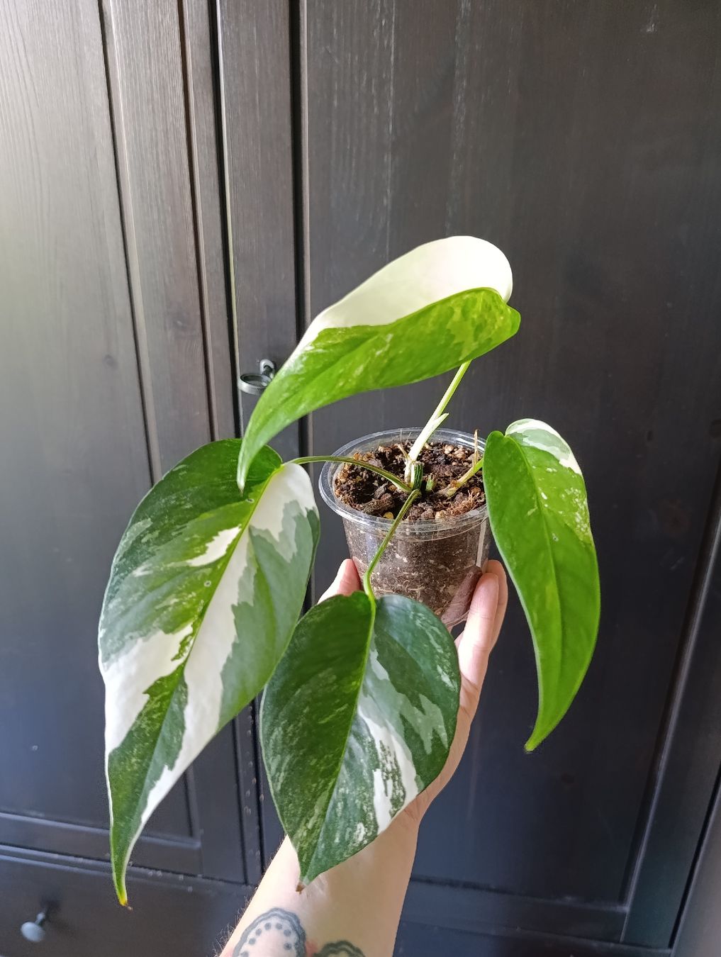 Pflanzen & Samen: Epipremnum Pinnatum Variegata  – Neu (gemäss Beschreibung) aus Baar von L.isa28