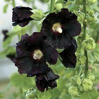 Rose trémière noir (alcea rosea) 10g