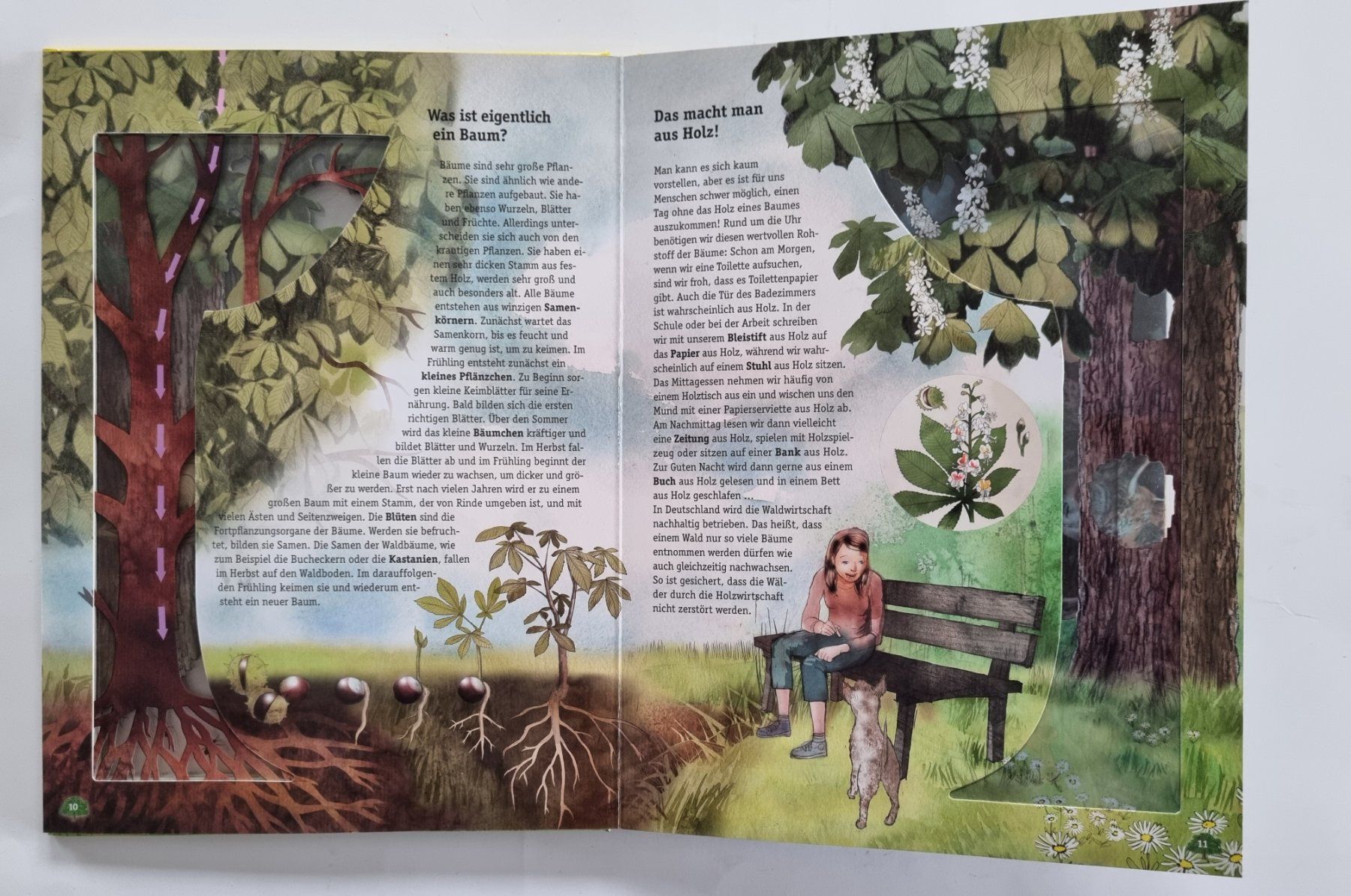 Libri: Wunderschönes, Wissen mit Durchblick: Das Leben im Wald – Usato da Opfikon venduto da Diversamente 6