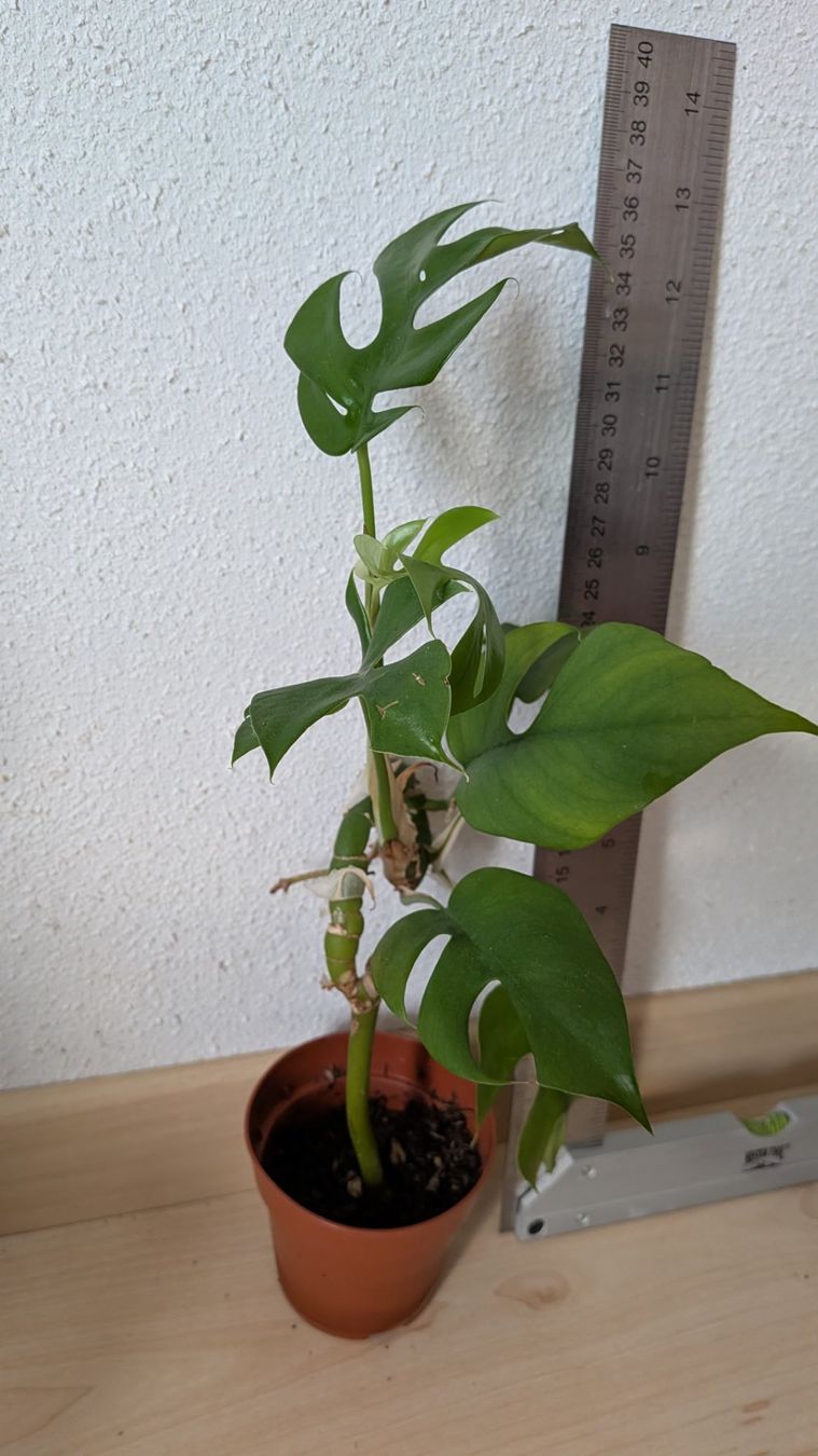 Piante & sementi: Monstera Minima Ableger im Topf mit Wurzeln – Usato da Horw venduto da Rebuho 1