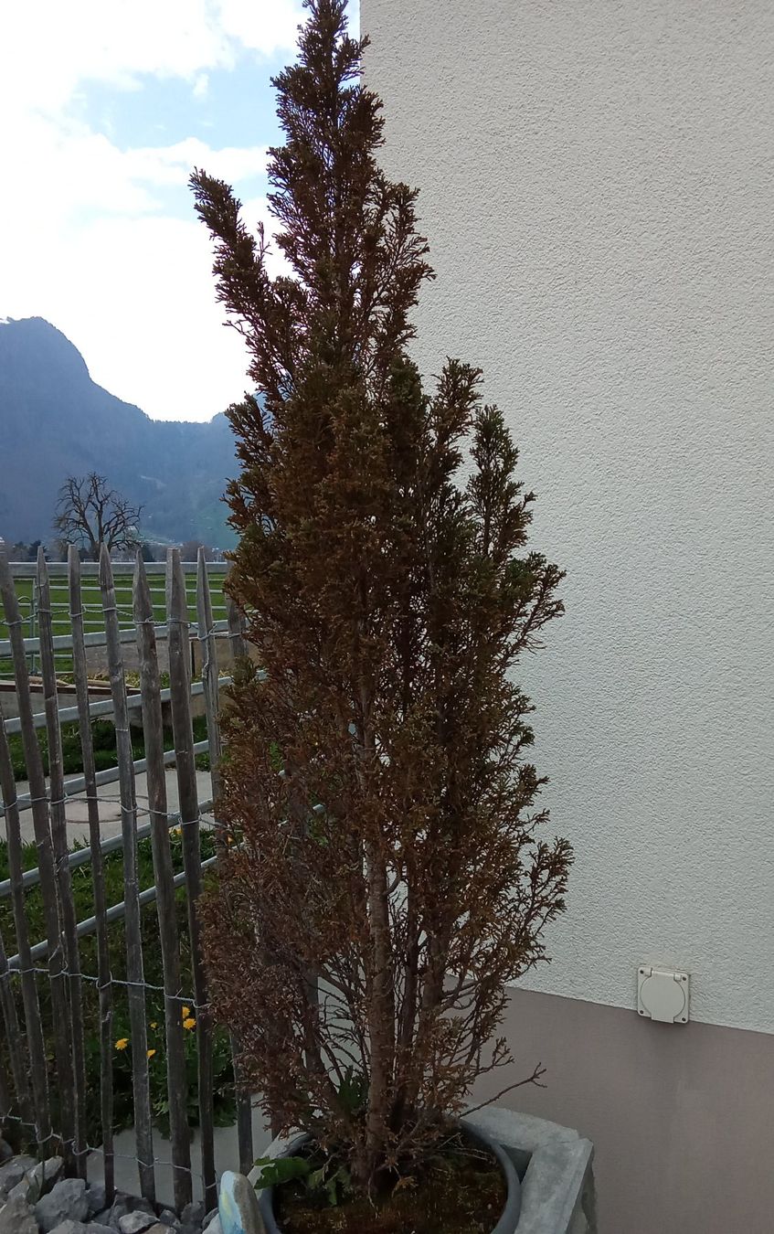 Piante & sementi: Nadel Baum – Usato da Mollis venduto da gar_wqz5 1