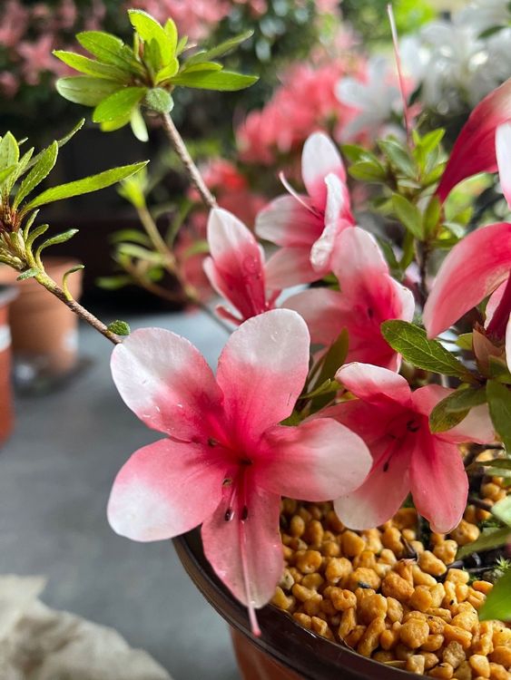 Azalea Satsuki Kaufen auf Ricardo