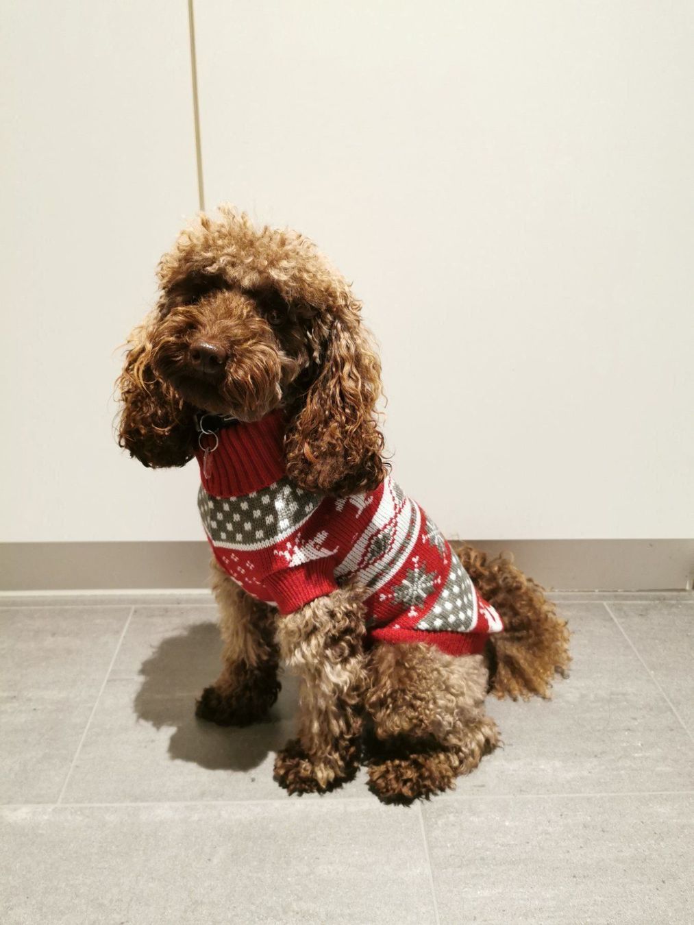 Maglioni & Felpe: Hunde Pullover Weihnachten Grösse 30cm – Nuovo e nell'imballaggio originale da Beckenried venduto da NW_90 3