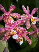 Phalaenopsis Yaphon Pink Lady mit feinen, zarten Blüten
